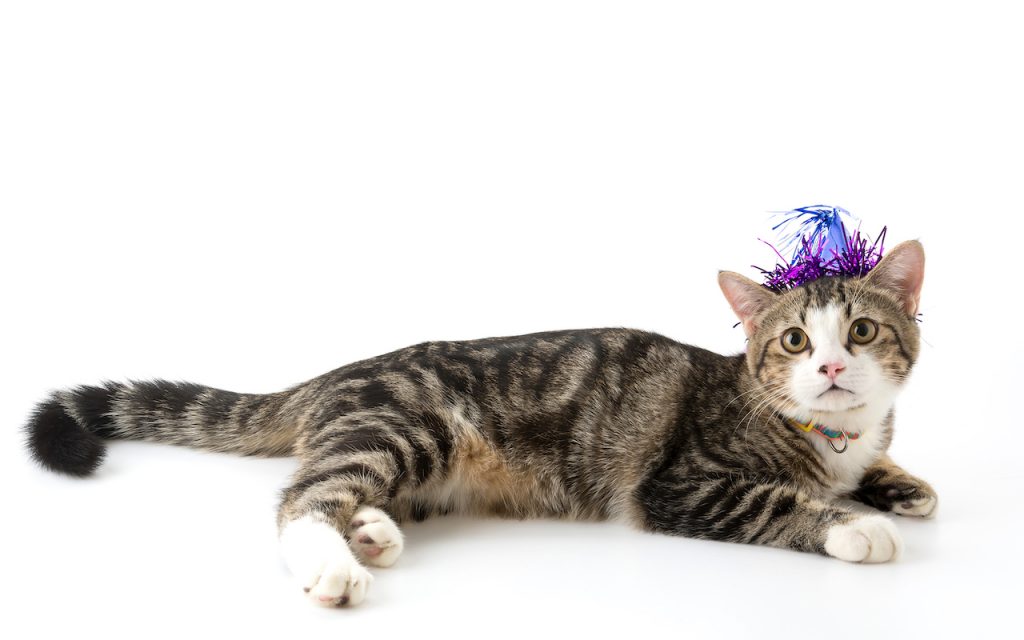 Cat wearing party hat on a staff Intranet | Claromentis